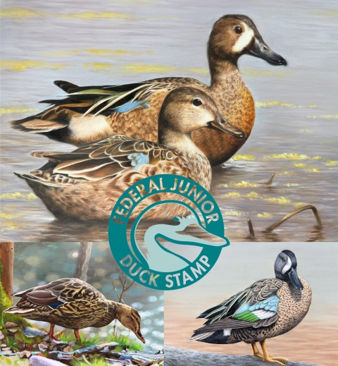 Top 3 placing National Junior Duck Stamp Artwork