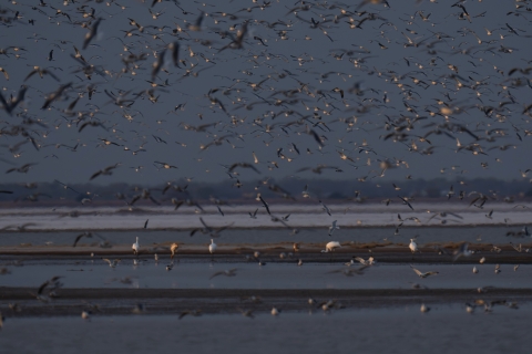 Whooping Cranes feed in shallow water, where a salt flat expanse meets a lake. They are surrounded by shorebirds in flight.