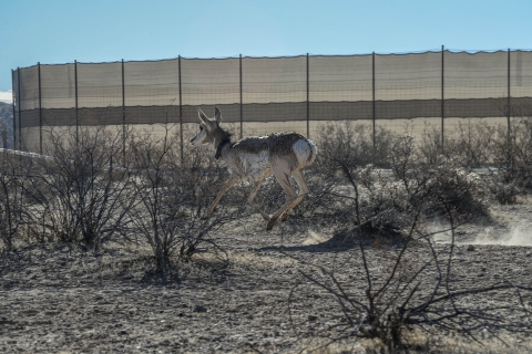 A Sonoran pronghorn is shown mid-run above the ground and in front of a boma, a circular enclosure, in the southwestern Arizona desert