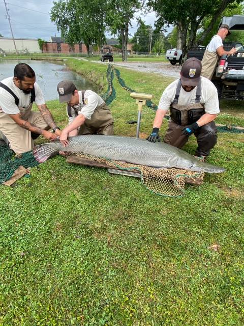 Hatchery staff injecting Alligator Gar with LHRHa