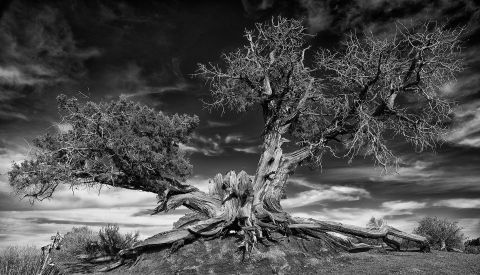 Gnarled Tree