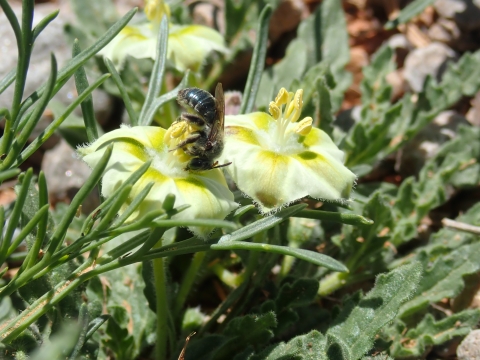 a small bee on a yellow flower