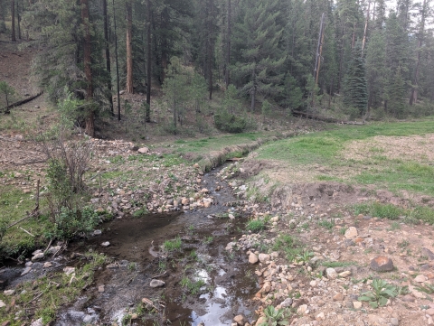 A shallow stream flows through a small meadow surrounded by pine forest