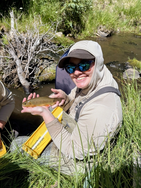 A person wearing outdoor field gear sits beside a grassy streambank, holding an Apache trout over a yellow measuring board. The stream and dense vegetation fill the background.