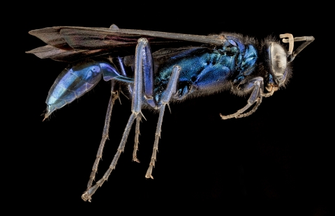 An iridescent blue wasp against a black background