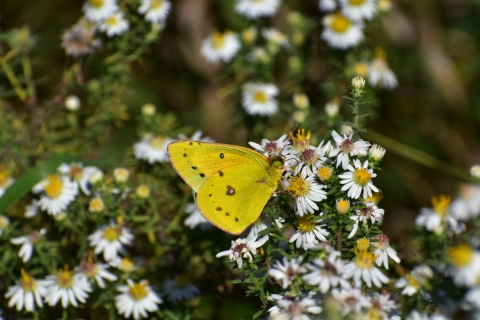Greenish yellow butterfly drinks nectar from a white flower with a yellow center