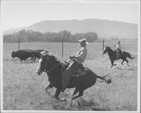 Two men on galloping horses, driving a group of Bison before them