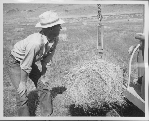 man weighing a hay bale using a scale