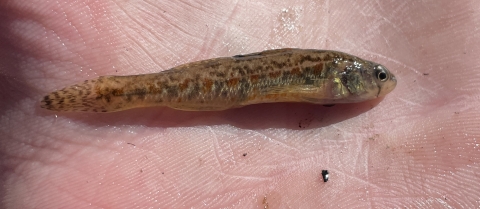 A close-up view of an Iowa darter in the palm of a hand