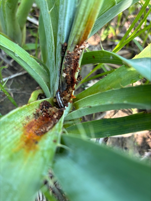 A close-up of a rattlesnake-master borer moth larva boring into a rattlesnake master stem