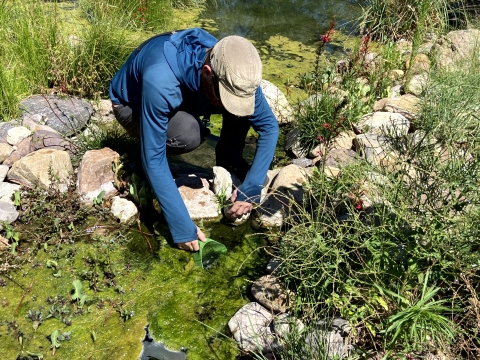 Arizona Game and Fish employee bends over in shallow water at Ash Canyon Pond to release Chiricahua leopard frog egg masses