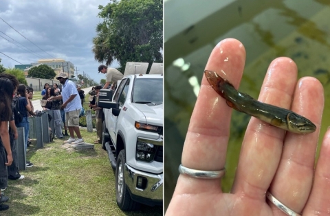Bowfin stocking event at the Old Tamiami Canal, Miccosukee Indian Village