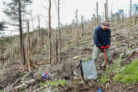 Person planting a tree in a denuded forest