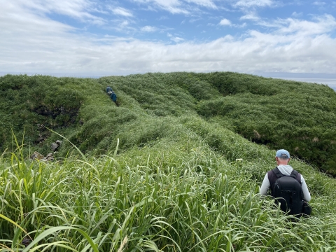 Two biologist walk ahead of a third on shoulder high grassy trail on St Lazaria Island