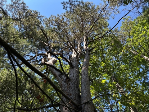 Picture of a mature red pine tree’s canopy from the ground looking up. 