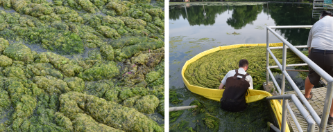 algae growth next to Fish hatchery staff wade in the water and use large tarps to remove algae from the surface of a pond.
