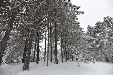 snow dusted pine trees