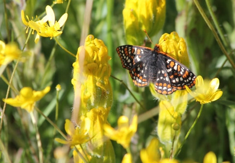 Black with orange and white spots butterfly on yellow flowers