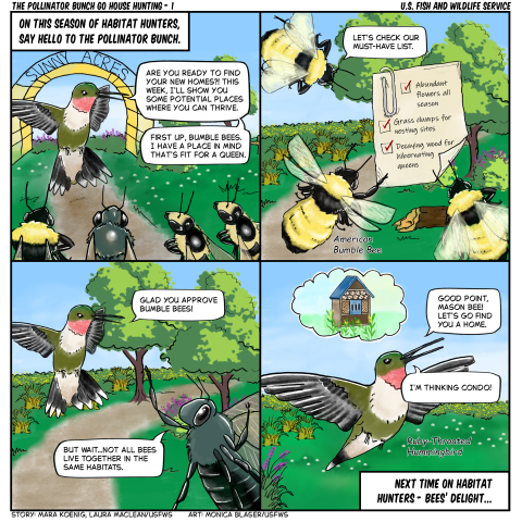 4 panel comic A ruby-throated hummingbird acts as a host on a nature show called “Habitat Hunters.” The hummingbird welcomes a group of bees and says it will help them find new homes. Several American bumble bees review a checklist of habitat needs while surveying a patch of land. A mason bee points out that not all bees live in the same habitats.