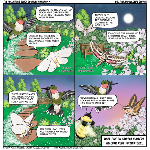 4 panel comic, The scene is set outdoors in a night-blooming garden with a path, benches, trees, flowering plants and a starry night sky. A ruby-throated hummingbird guides moths to the moon–lit garden. A Virginia tiger moth hovers near the blooms and comments on their sweet nectar. The hummingbird explains that leafy plants and trees provide shelter for daytime resting. The tiger moth notes that fallen leaves on the ground will help protect its young during winter.