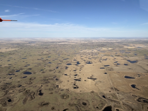 Excellent habitat conditions in the Allan Hills region southeast of Saskatoon, Saskatchewan