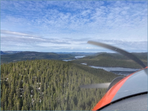 aerial view of a seemingly endless fir and spruce forests of Labrador