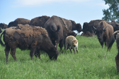 Herd of bison with a white bison calf in a field of grass.