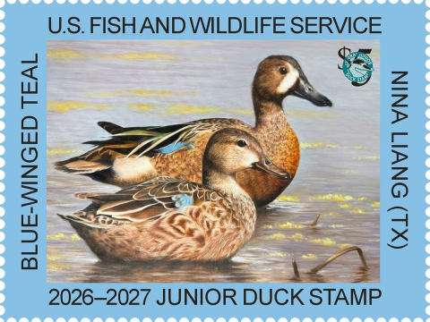 2026-2027 Junior Duck Stamp by Nina Liang