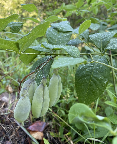 Close up photo of a fruiting plant