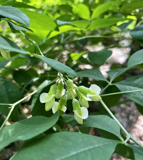 Close up photo of a flowering plant