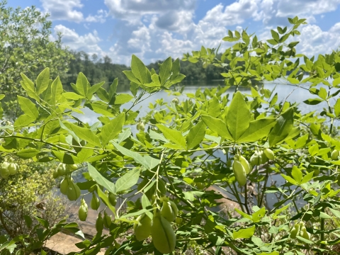 Close up photo of a fruiting plant with a lake in the background