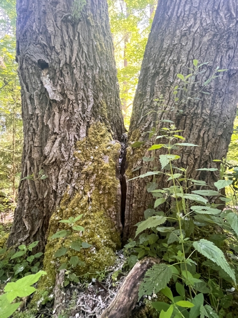 Double-trunked tree splitting apart at a seam