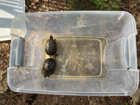  An overhead view of an uncovered plastic bin with two small, dark turtles inside in shallow water. The bin is sitting on the ground outside. 