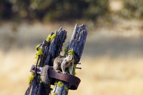 California Ground Squirrel on Old Post