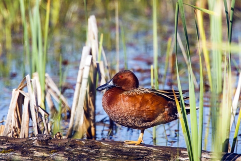 Cinnamon teal resting on a log.