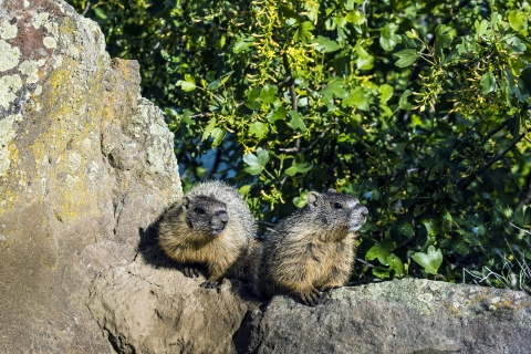 Yellow-bellied Marmots & Early Morning Sun