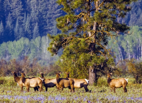 Elk Grazing at Conboy Lake National Wildlife Refuge