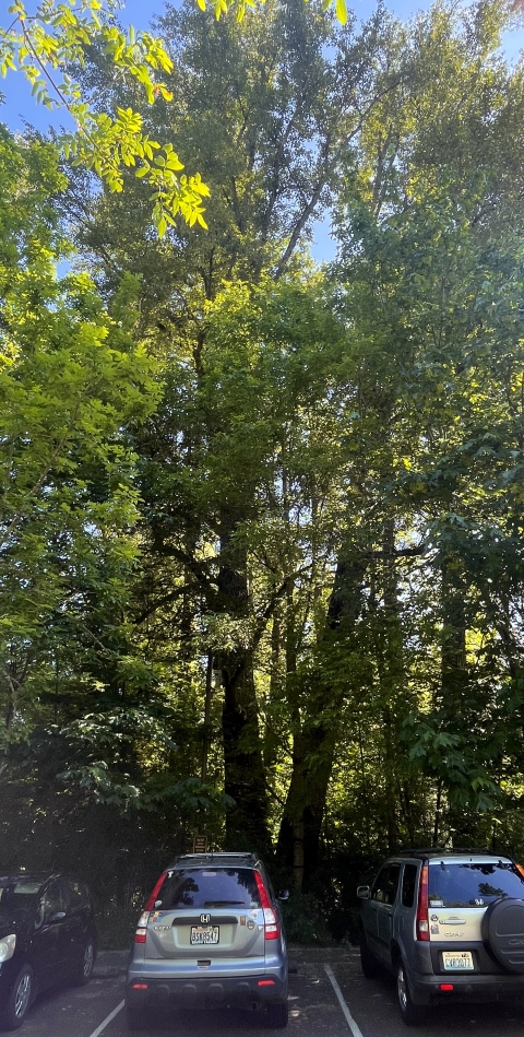 Tall trees standing beside parked cars.