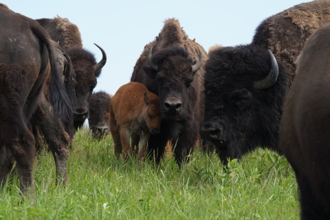 A bison calf leans against its mother surrounded by the herd.