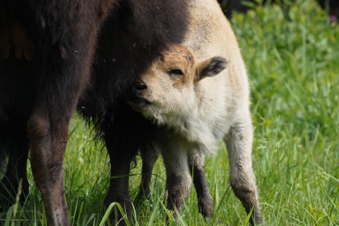 A white bison calf leans against its mother.