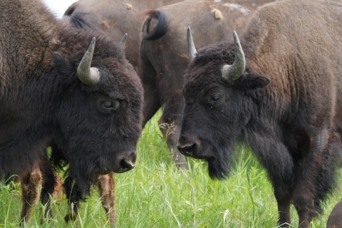 Two adult bison staring at each other.