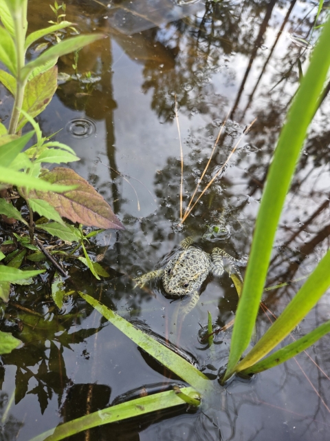 dusky gopher frog in a pond with some nearby green vegetation.