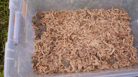 Clear tote filled with animal bedding shavings and multiple dusky gopher frogs.