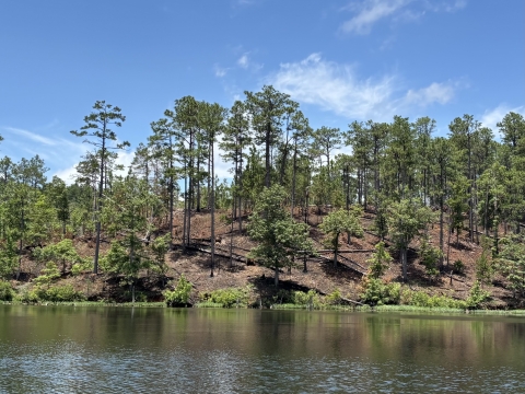 Trees along a lake with recently burned ground