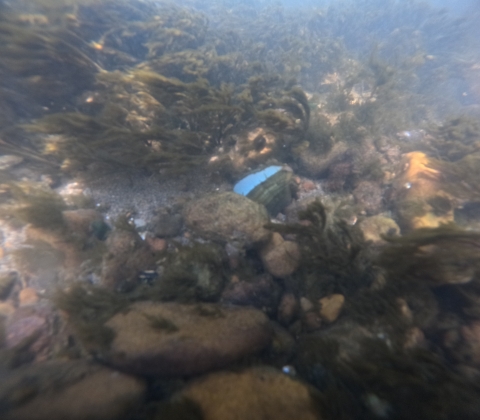 An oystermussel displays its lure in the Nolichucky River.