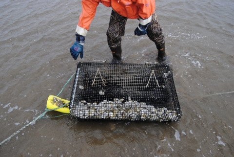 An grower tends a cage of oysters at an intertidal aquaculture farm