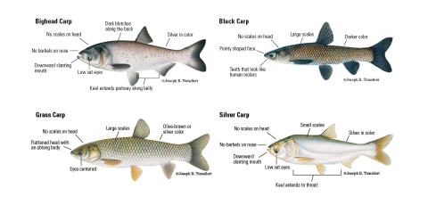 Joseph Tomelleri illustration of a the four species of invasive carp in the United States; bighead, black, grass and silver carp, showing each's identifying physical characteristics