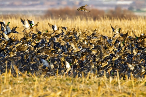 Mallards and northern pintails taking flight.