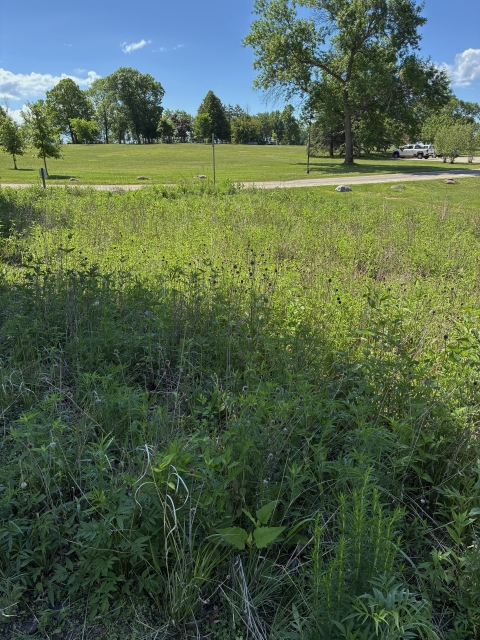 Native grasses and forbs planted at Upper Lake Park, Wisconsin to benefit pollinators of concern and assist with stormwater infiltration.