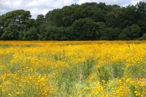 A wide landscape view of a field blanketed with vibrant yellow wildflowers. Taller green plants are scattered throughout, and a dense tree line borders the field beneath a partly cloudy sky.